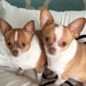 Meet your Posher, Frank